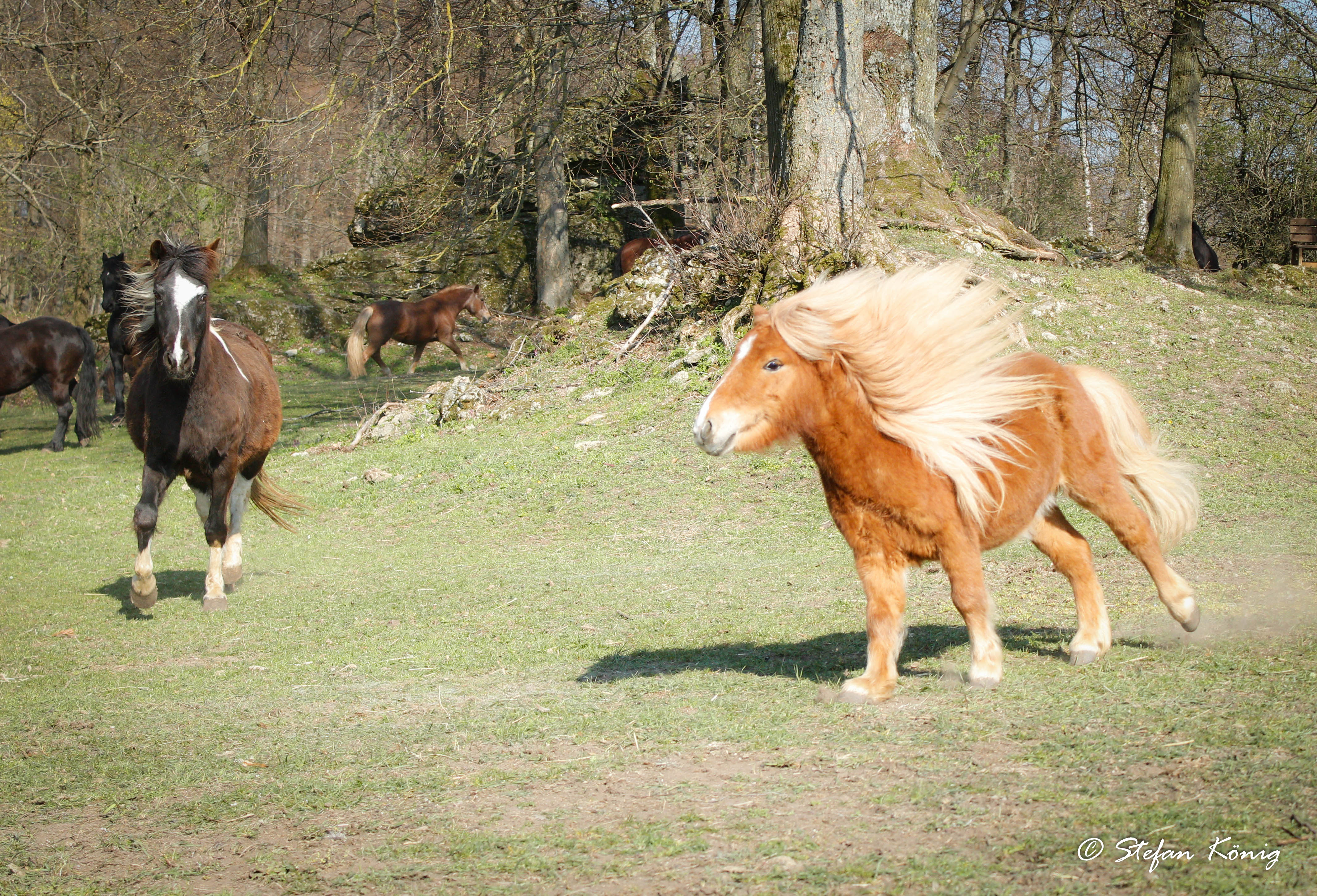 Pferdeparadies Sanspareil