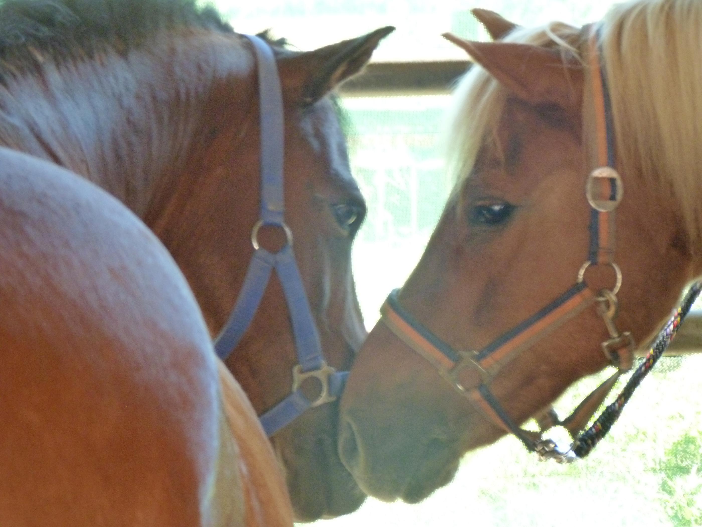 Pferdeparadies Sanspareil