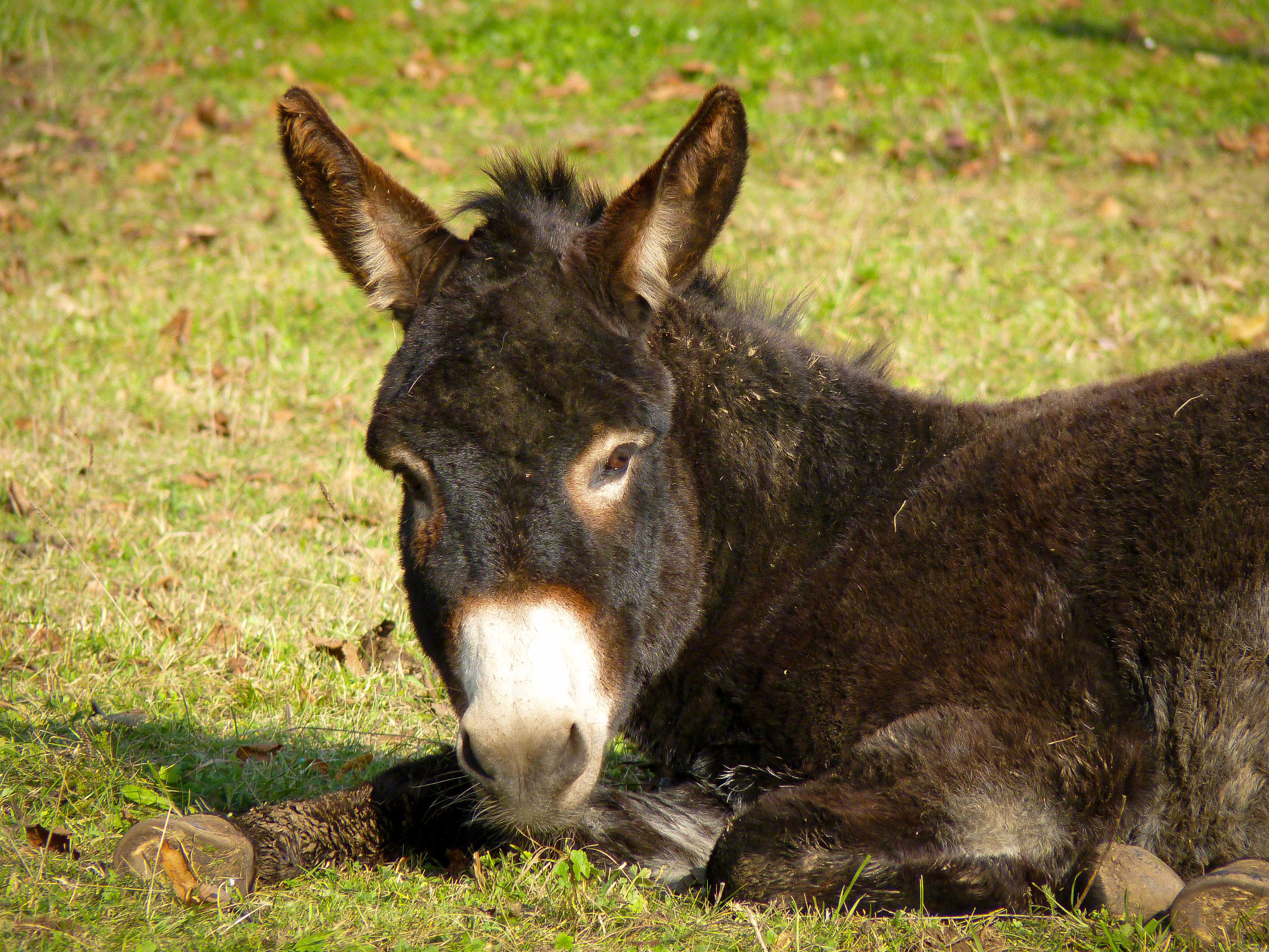 Pferdeparadies Sanspareil