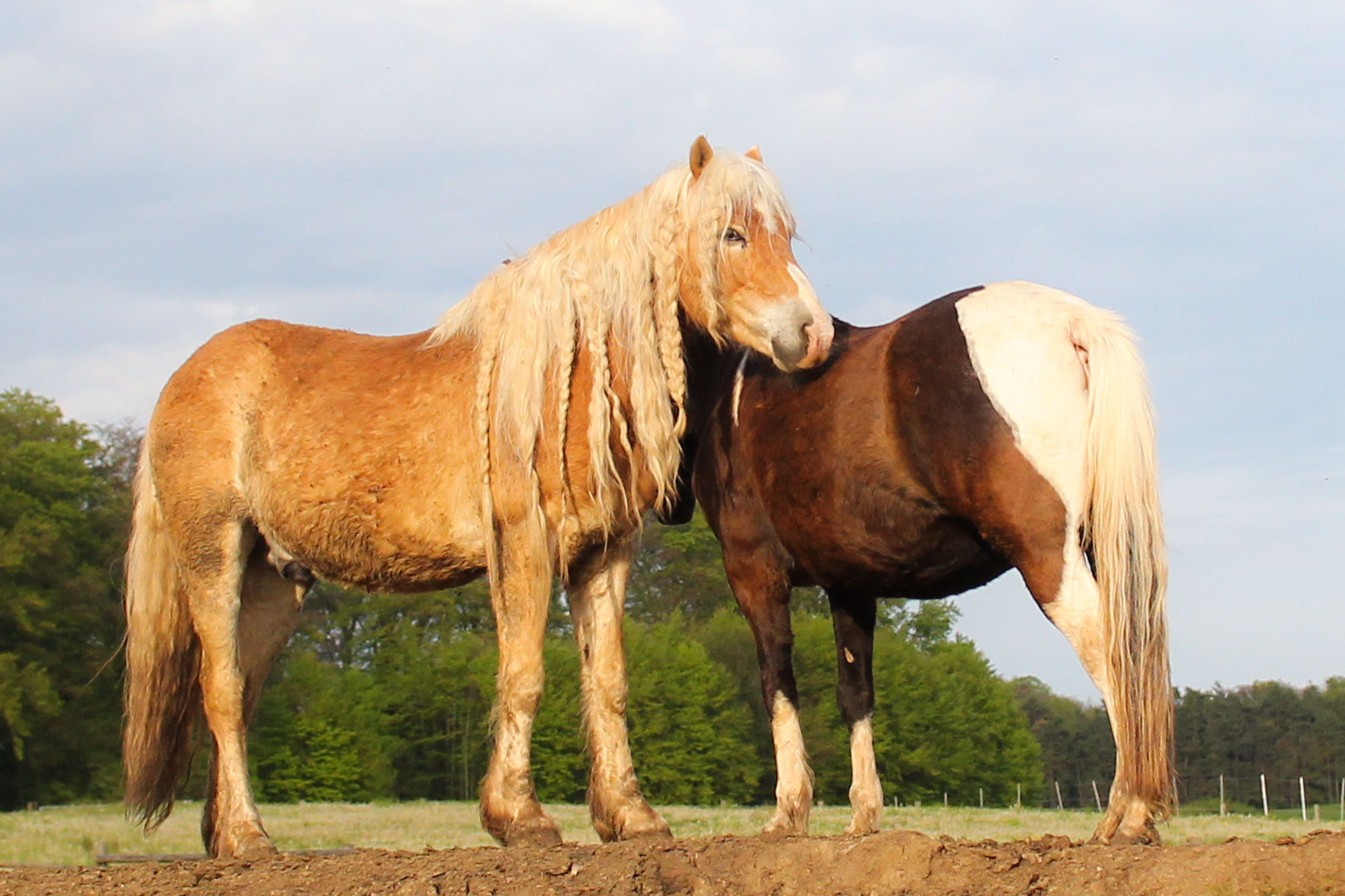 Pferdeparadies Sanspareil