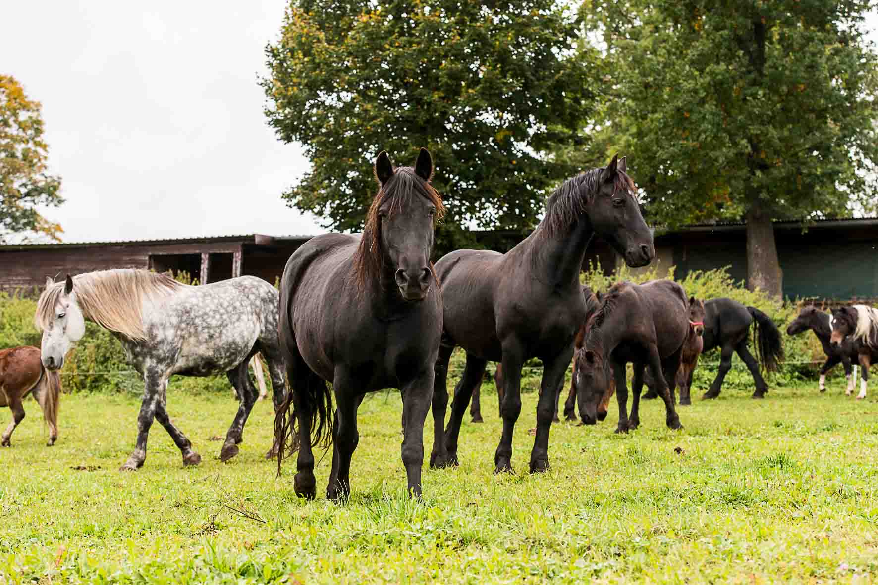 PFERDEPARADIES SANSPAREIL - Erlebnisraum Pferd - Reiten, Reitfreizeit,  Ponybande, Erlebnistage, Pizza & Pony, Reitkurs, Reitunterricht,  Spaziergang mit dem Pony, Kindergeburtstag