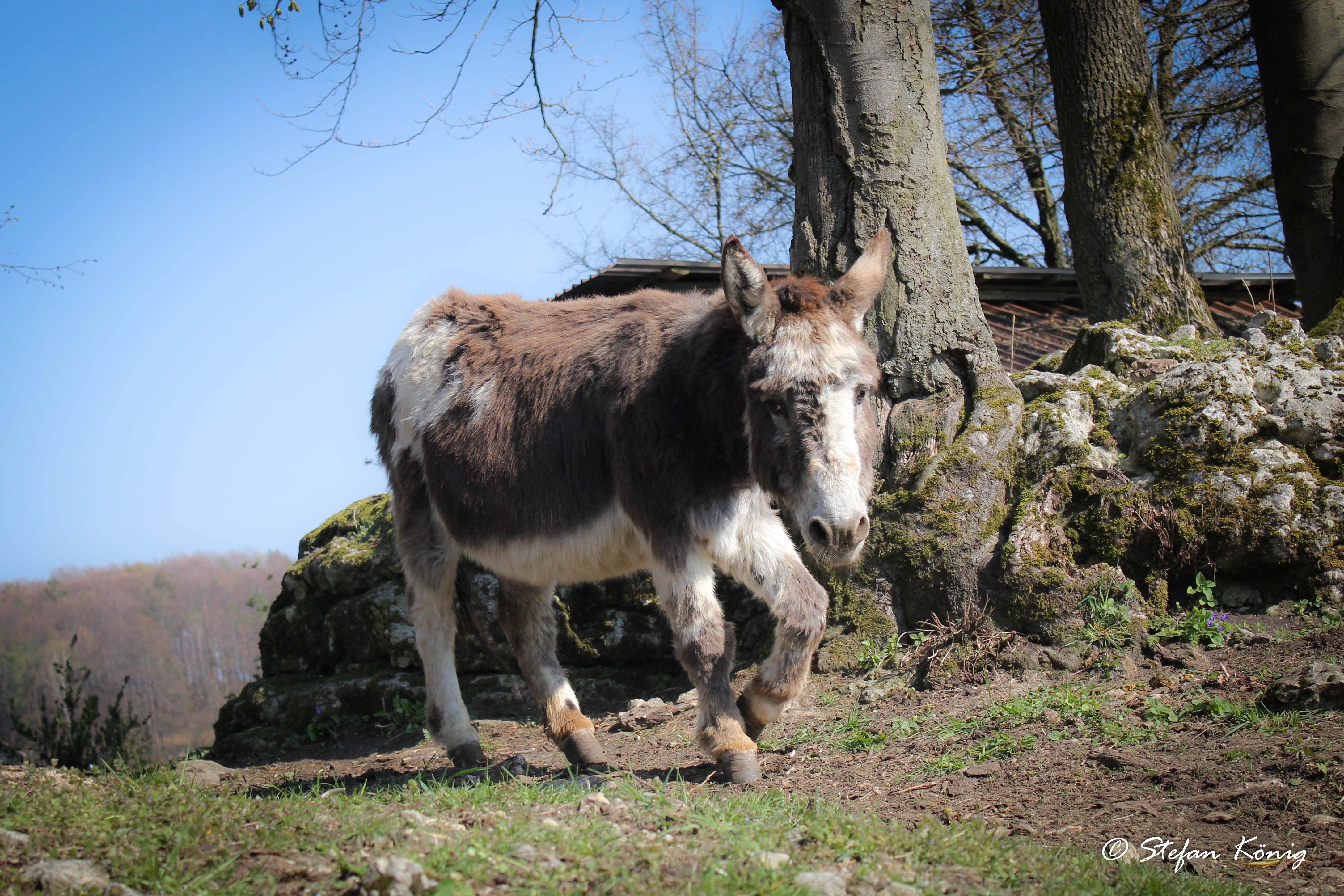 Pferdeparadies Sanspareil