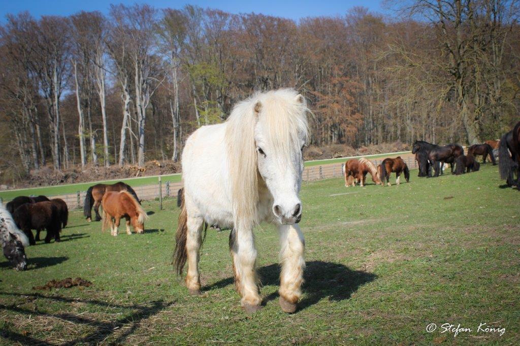 Pferdeparadies Sanspareil