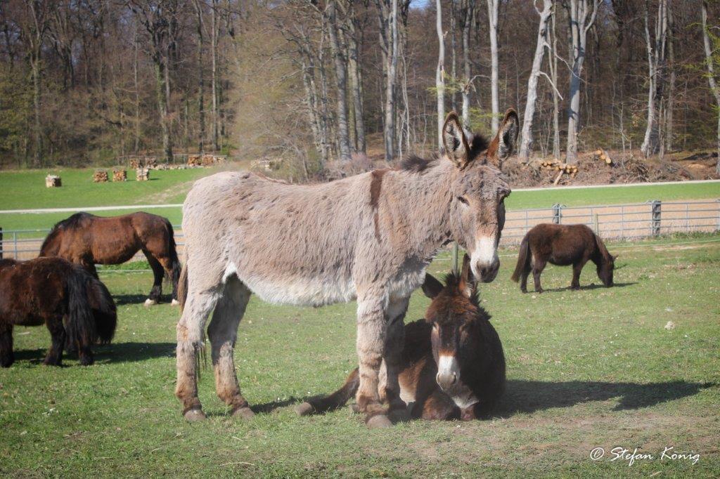 Pferdeparadies Sanspareil