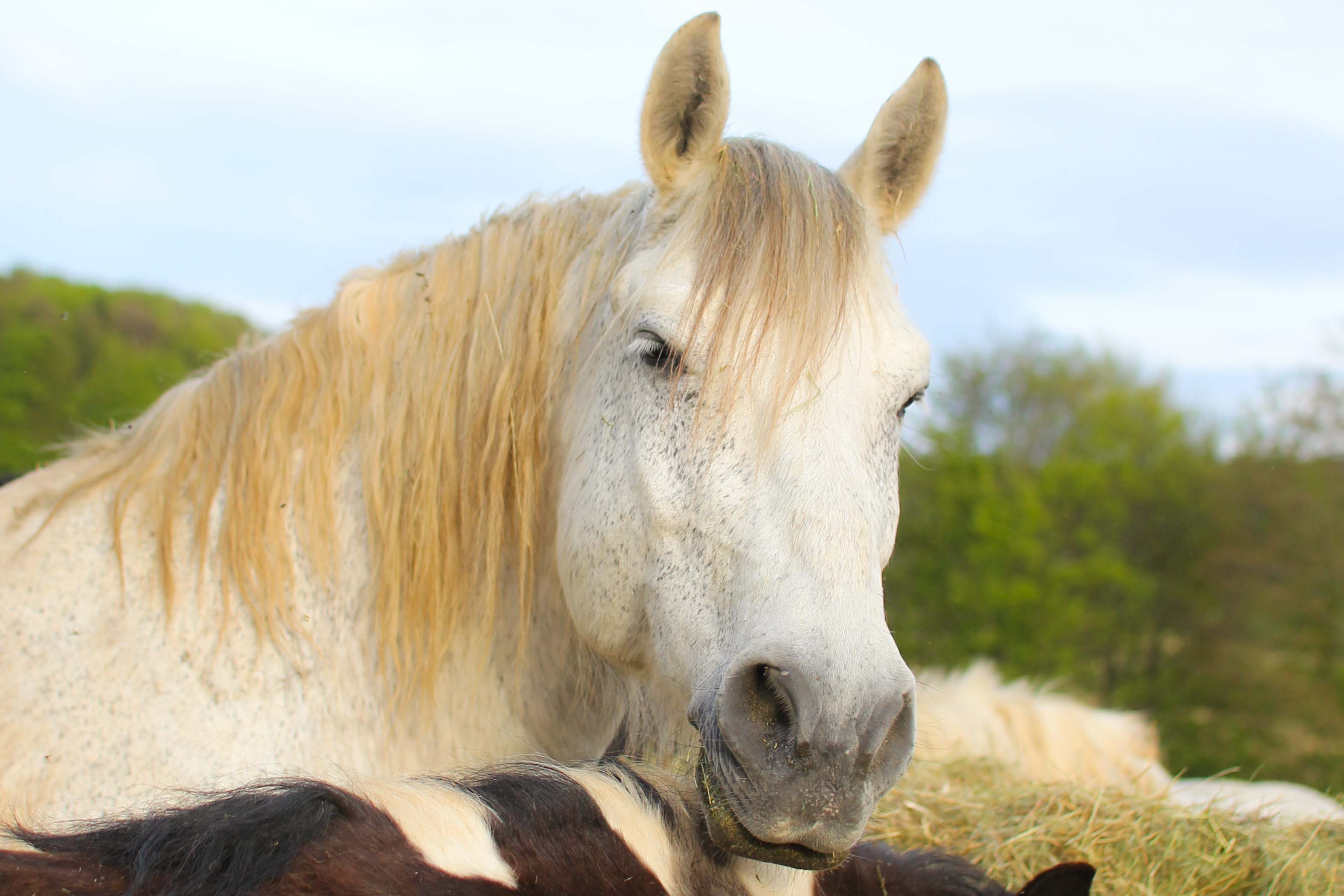 Pferdeparadies Sanspareil