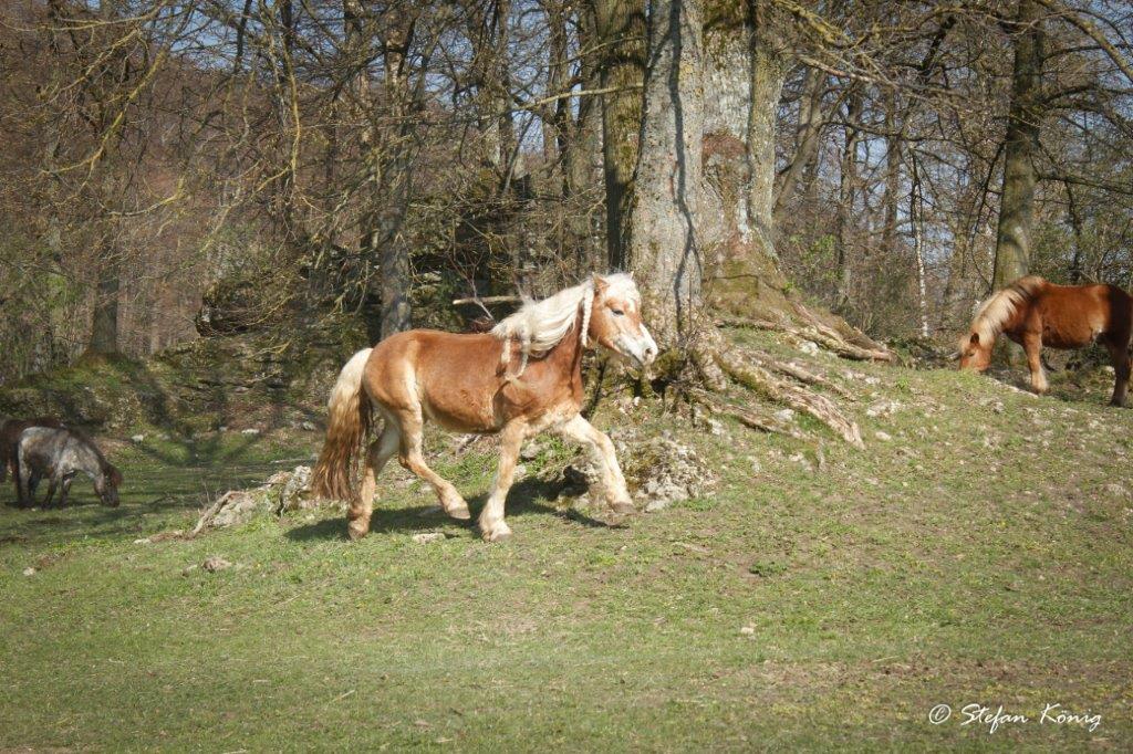 Pferdeparadies Sanspareil