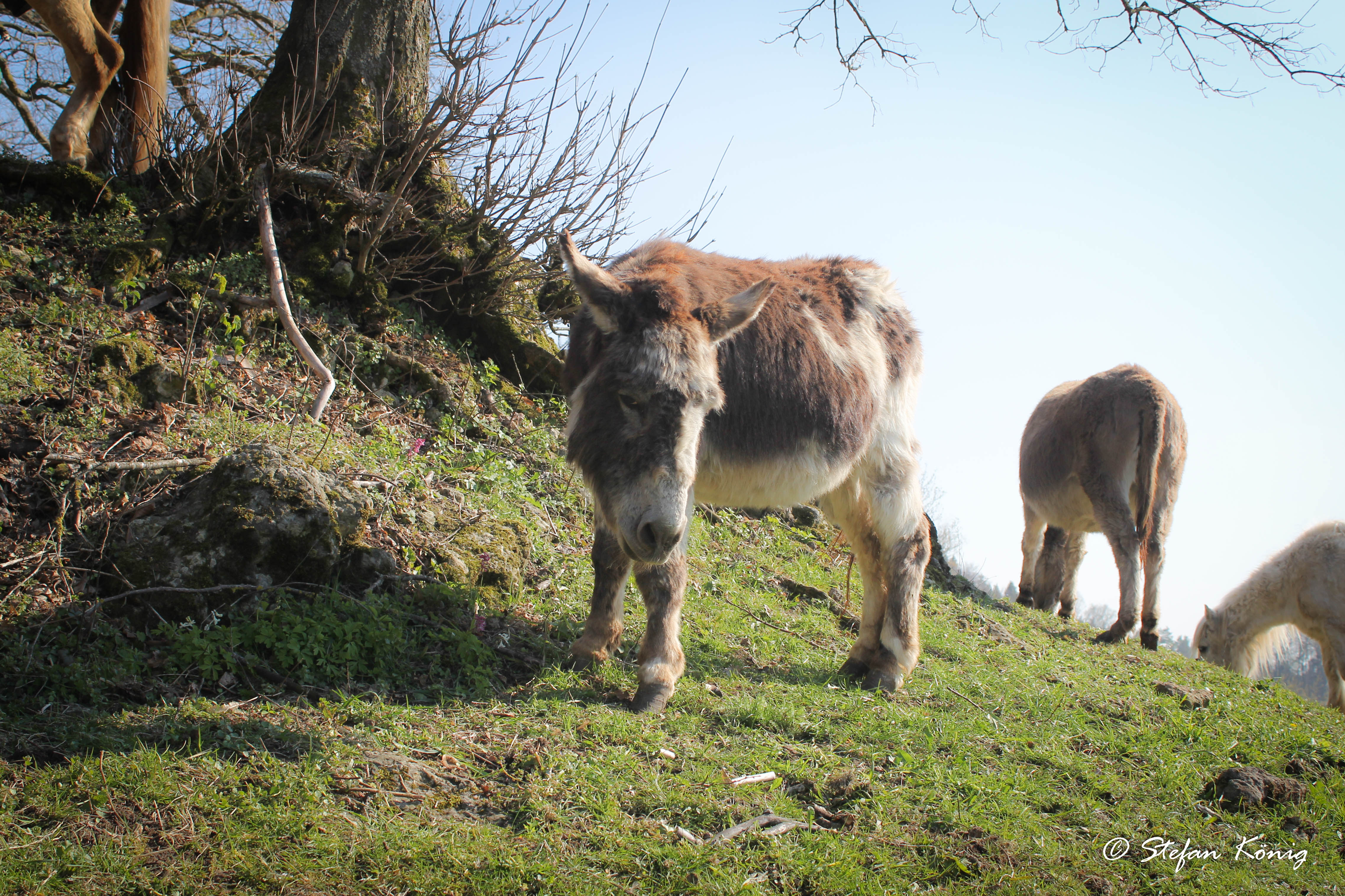 Pferdeparadies Sanspareil