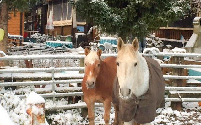 Pferdeparadies Sanspareil