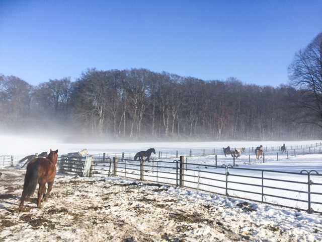 Pferdeparadies Sanspareil