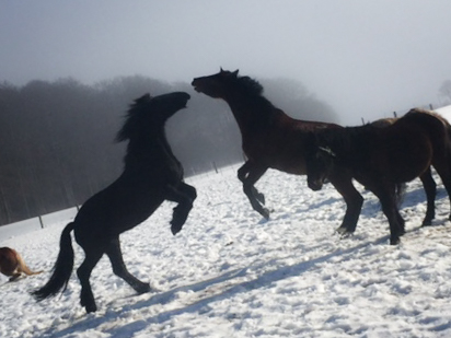 Pferdeparadies Sanspareil