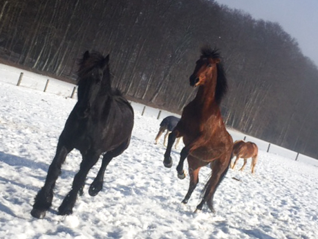 Pferdeparadies Sanspareil