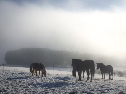 Pferdeparadies Sanspareil
