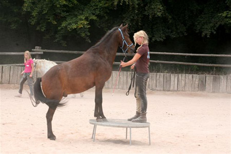 Pferdeparadies Sanspareil & Ponybande Sanspareil