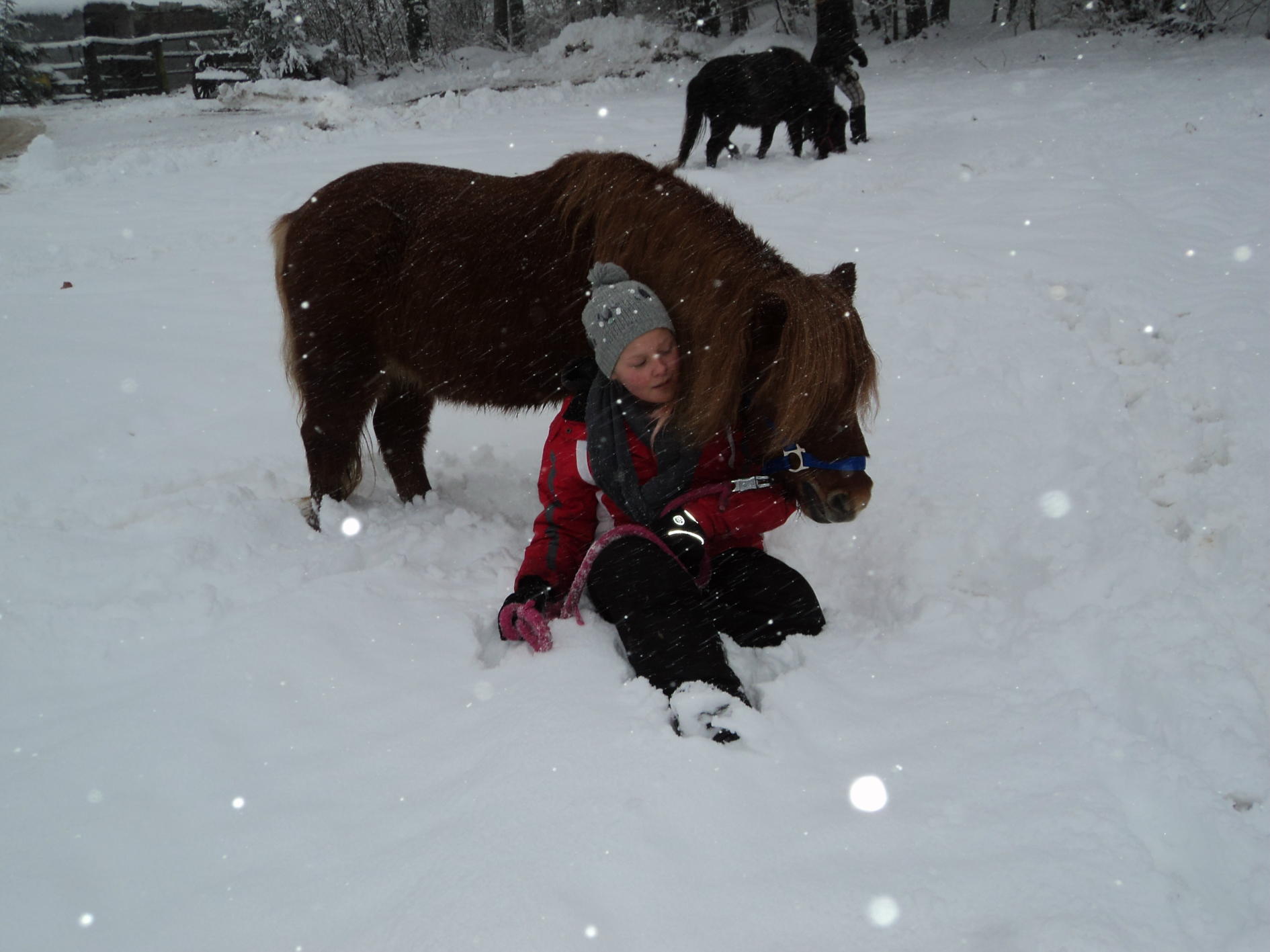 Pferdeparadies Sanspareil & Ponybande Sanspareil